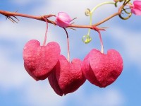 Valentines Day