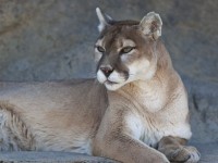 Productivity And OS X Mountain Lion