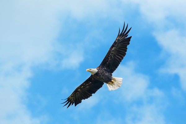 Eagle