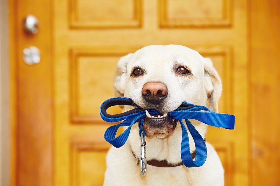 Pet Home Organization